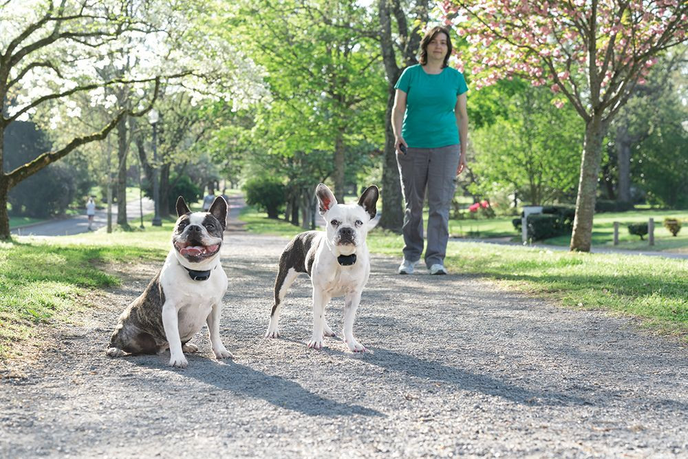 Elektronický výcvikový obojek PETSAFE 300m